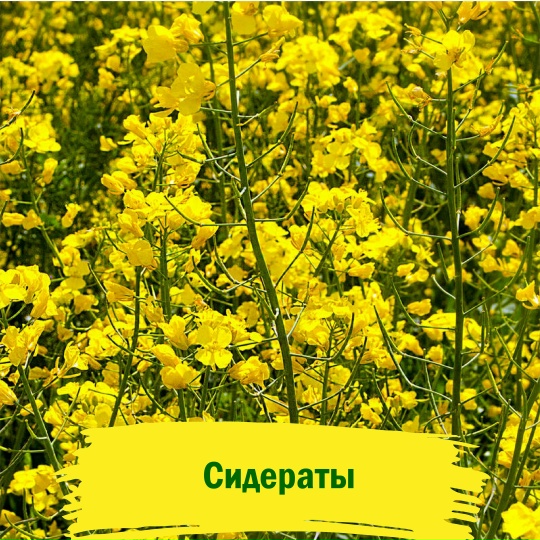 Сидераты